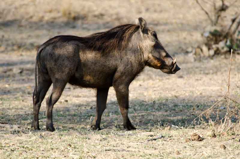 Jabalí - reserva de animales Mahango - Namibia 1.jpg
